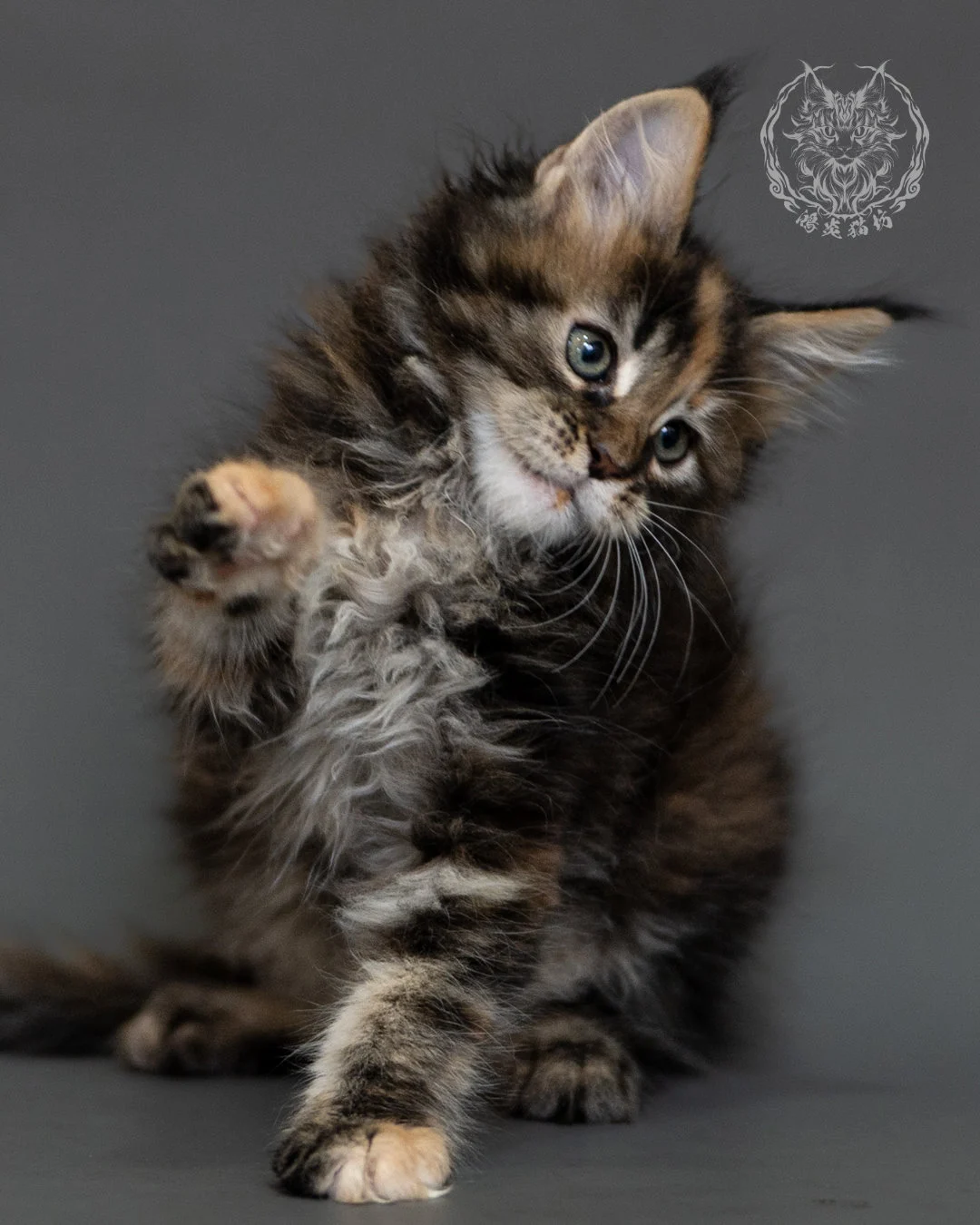 鴻炎貓坊棕虎斑玳帽緬因貓2個月，brown Torbie Maine Coon Kitten 4