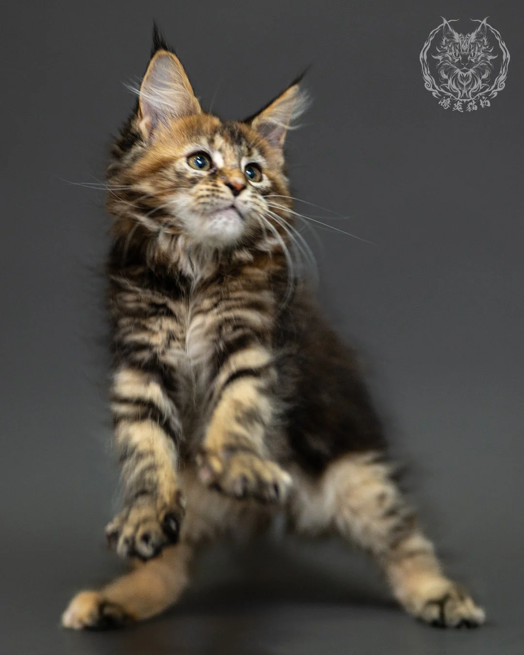 棕虎斑玳帽緬因貓 Brown Tabby Tortie Maine Coon 2months Closeup 8