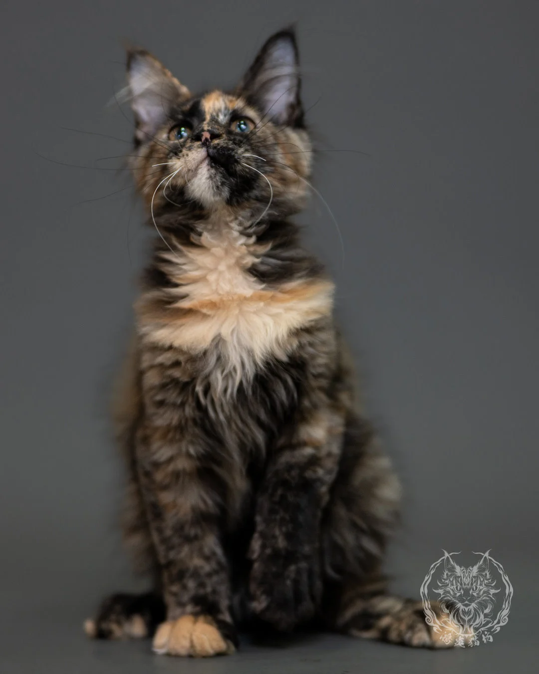 黑玳帽緬因貓 Tortoiseshell Maine Coon 3months Cattery Taichung 21