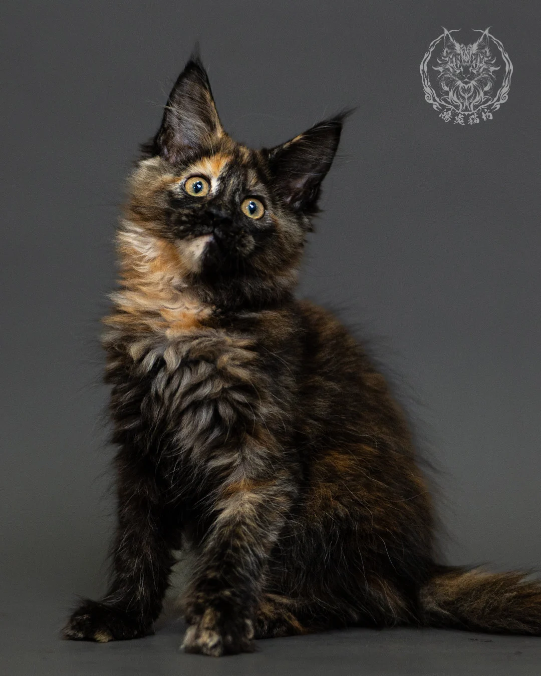 黑玳帽緬因貓 Tortoiseshell Maine Coon 2months Closeup 12