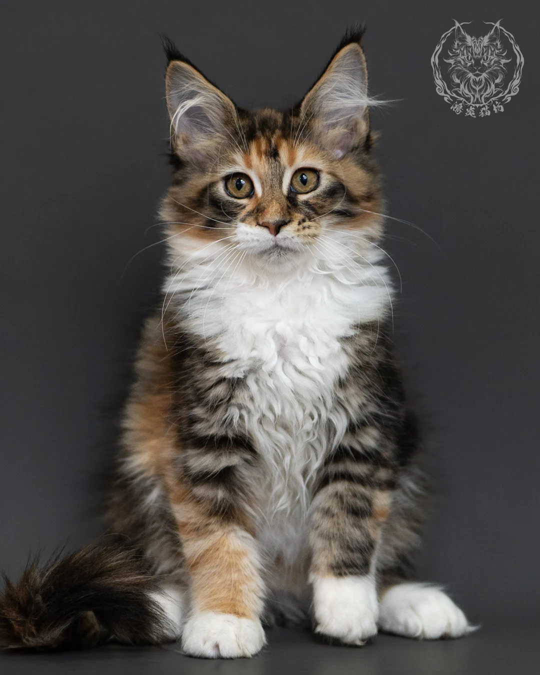 玳帽虎斑緬因貓 Tortie Tabby Maine Coon 3months Cattery Taichung 7