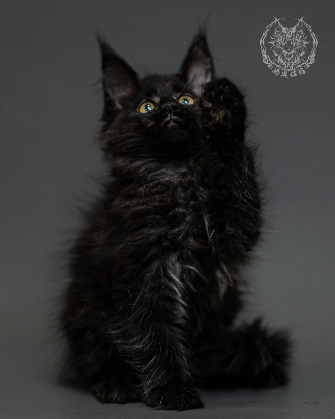 黑煙燻緬因貓 Black Smoke Maine Coon 2months Closeup 2