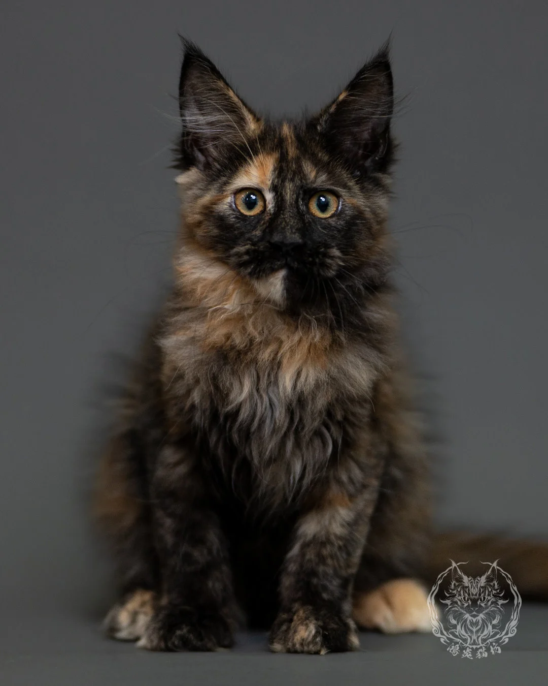 黑玳帽緬因貓 Tortoiseshell Maine Coon 3months Cattery Taichung 12
