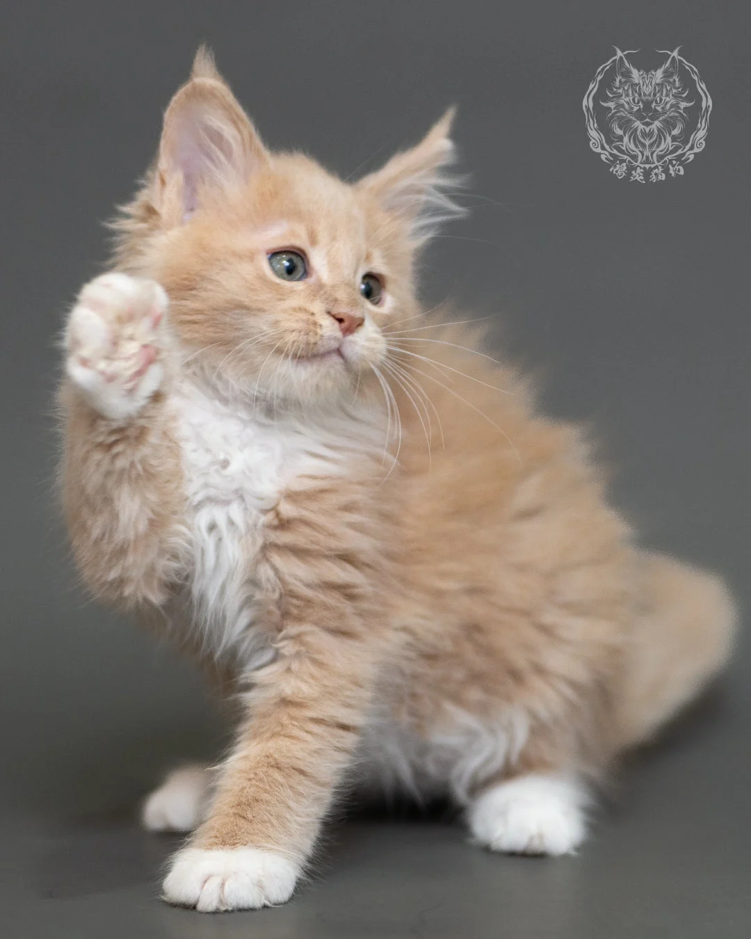 鴻炎貓坊奶油虎斑緬因貓2個月，cream Tabby Maine Coon Kitten 15