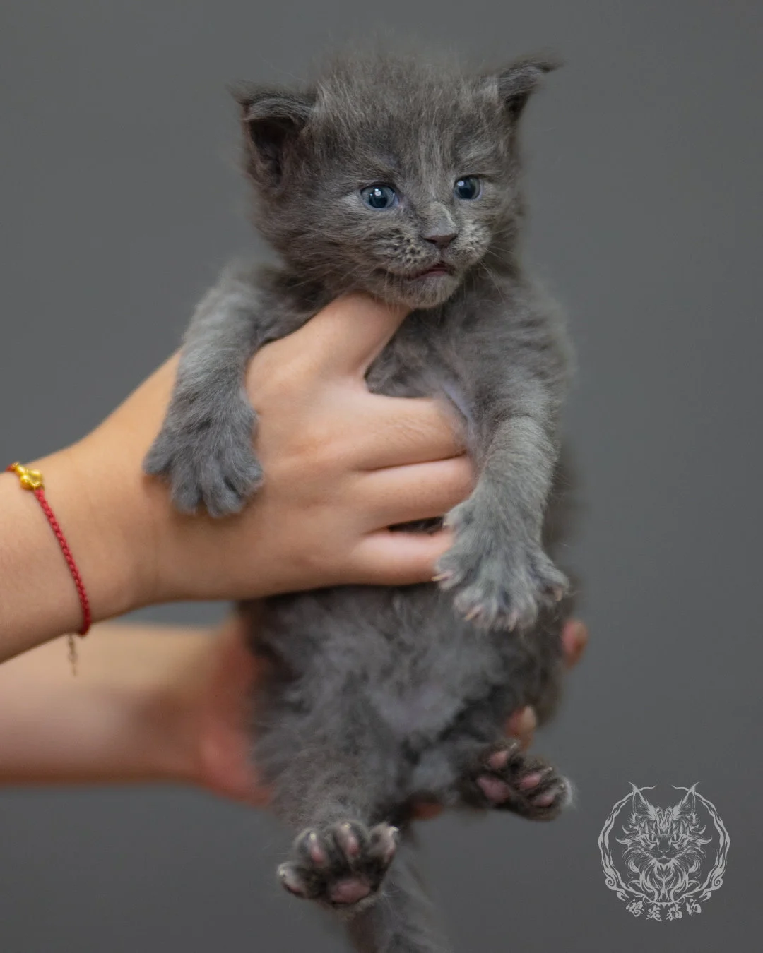 藍煙燻緬因貓 Blue Smoke Maine Coon 4weeks Closeup 4