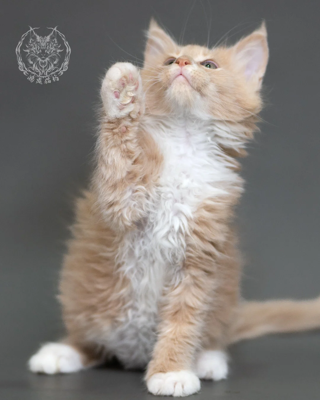 鴻炎貓坊奶油虎斑緬因貓2個月，cream Tabby Maine Coon Kitten 2