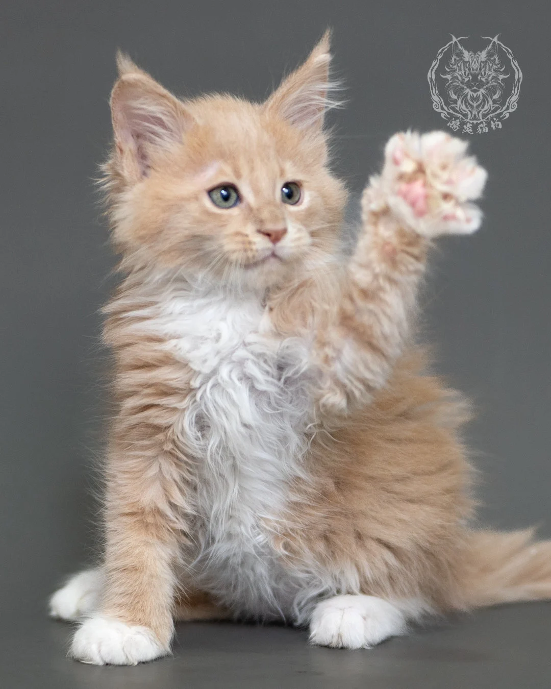 鴻炎貓坊奶油虎斑緬因貓2個月，cream Tabby Maine Coon Kitten 12