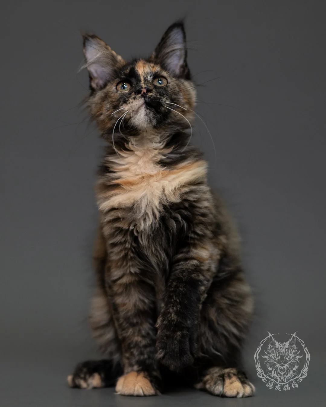 黑玳帽緬因貓 Tortoiseshell Maine Coon 3months Cattery Taichung 10