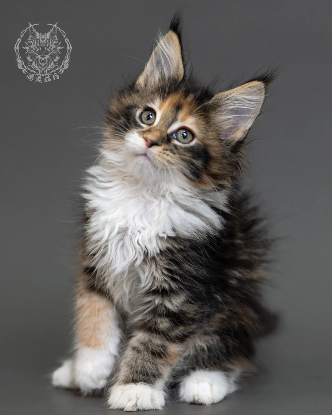 鴻炎貓坊棕虎斑玳帽緬因貓2個月,brown Torbie Maine Coon Kitten 18