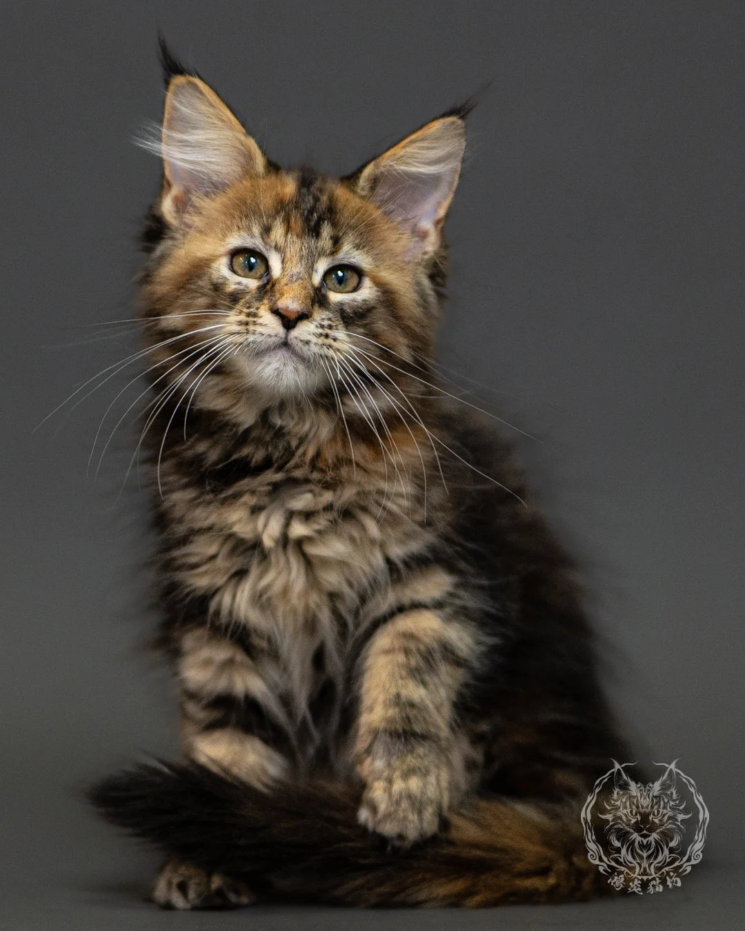 棕虎斑玳帽緬因貓 Brown Tabby Tortie Maine Coon 2months Closeup 2