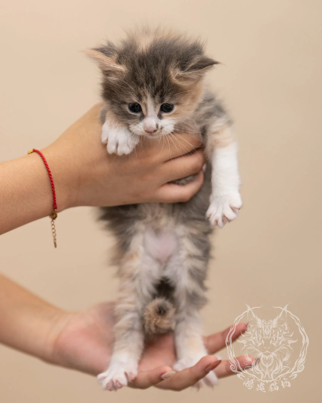 藍乳玳帽賓士緬因貓 Blue Cream Tortie Masked Maine Coon 4weeks Closeup 2