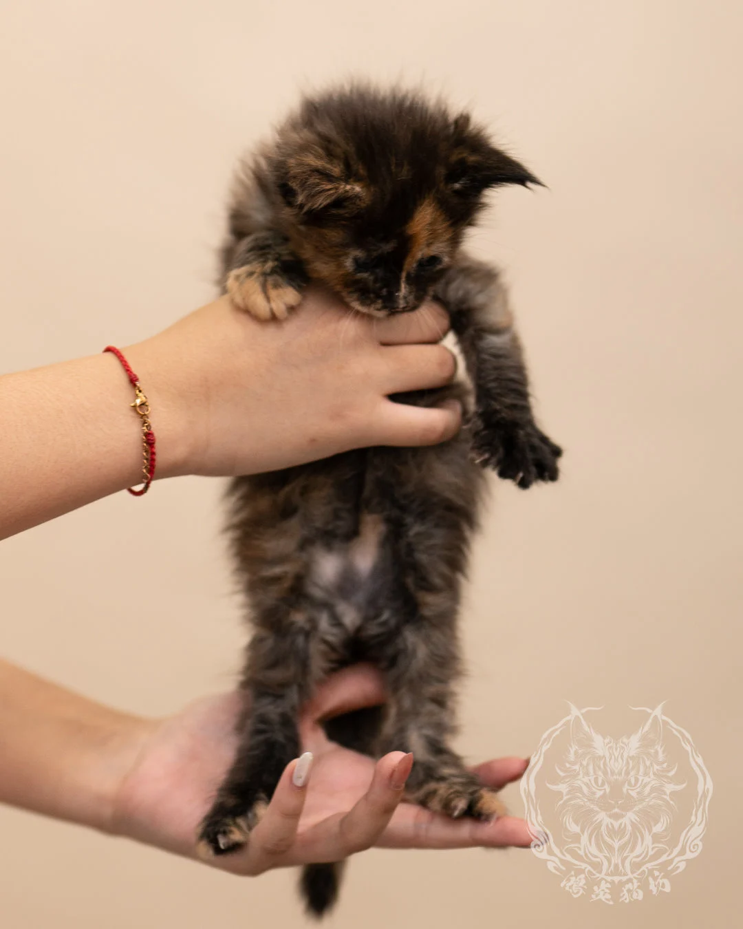 黑玳帽緬因貓 Black Tortie Masked Maine Coon 4weeks Closeup 6