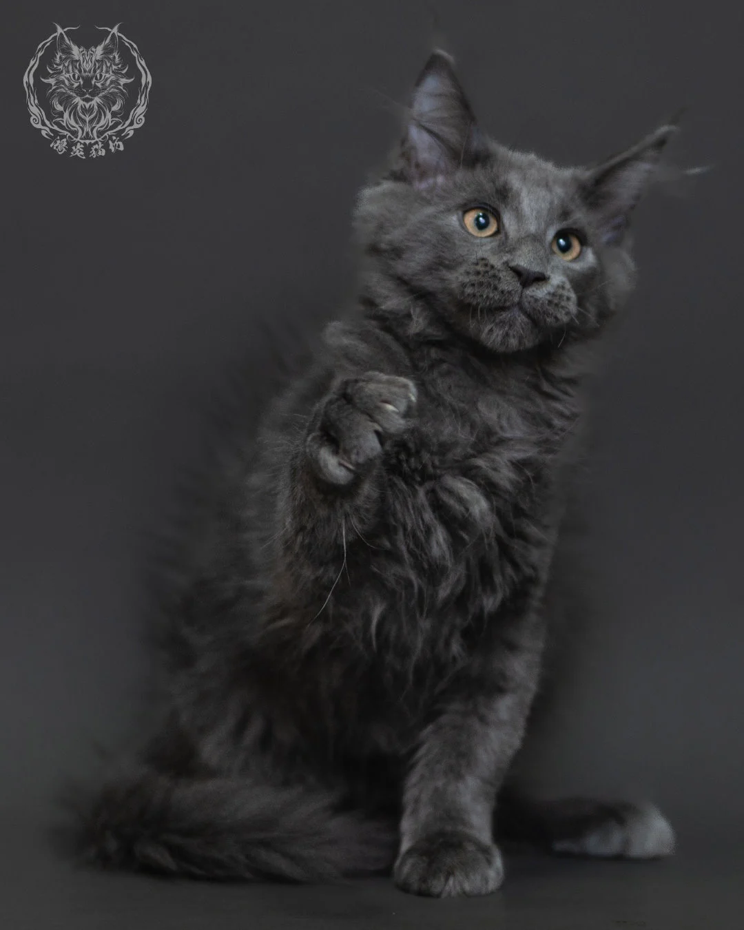 藍煙燻緬因貓 Blue Smoke Maine Coon 3months Cattery Taichung 6