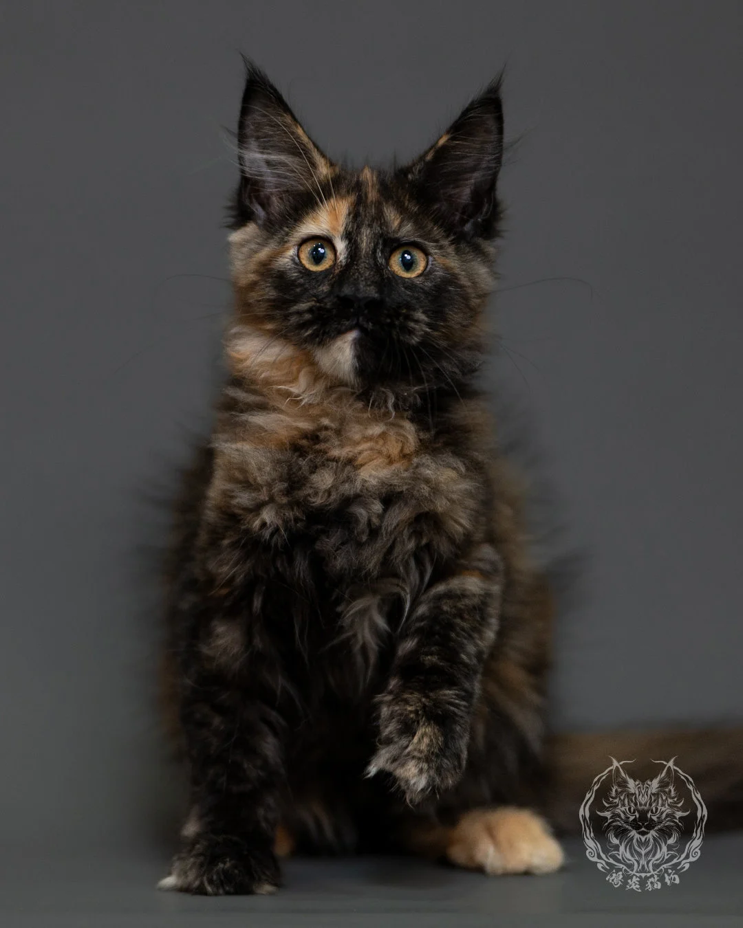 黑玳帽緬因貓 Tortoiseshell Maine Coon 3months Cattery Taichung 3