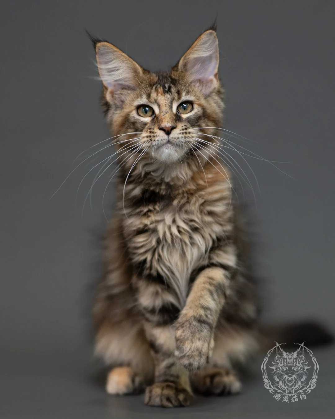 棕虎斑玳帽緬因貓 Brown Torbie Maine Coon 3months Cattery Taichung 10