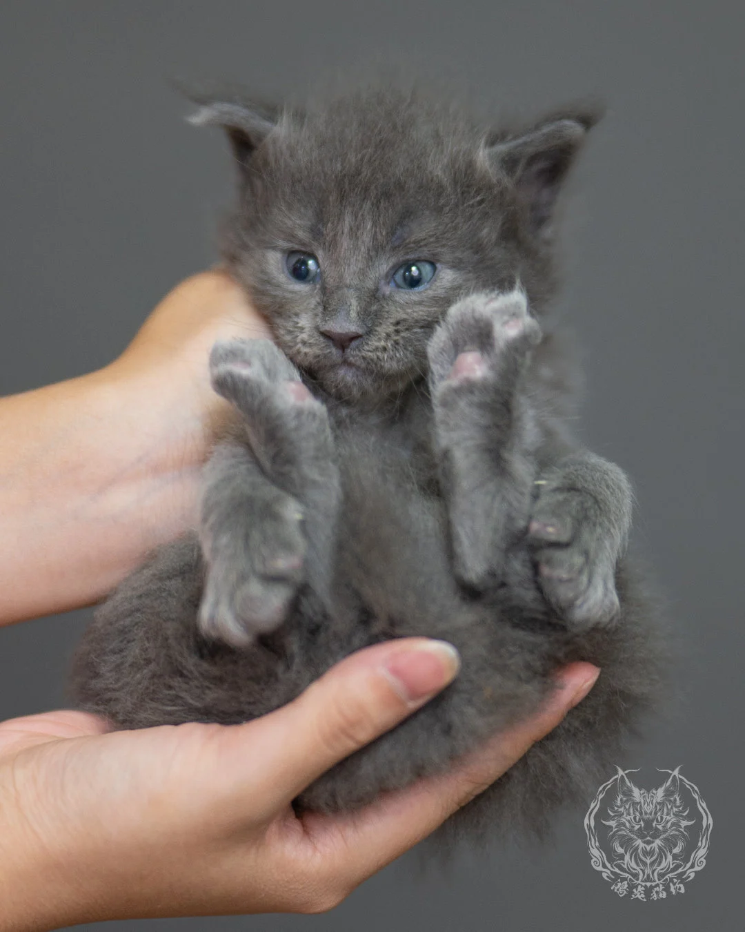 藍煙燻緬因貓 Blue Smoke Maine Coon 4weeks Closeup 11