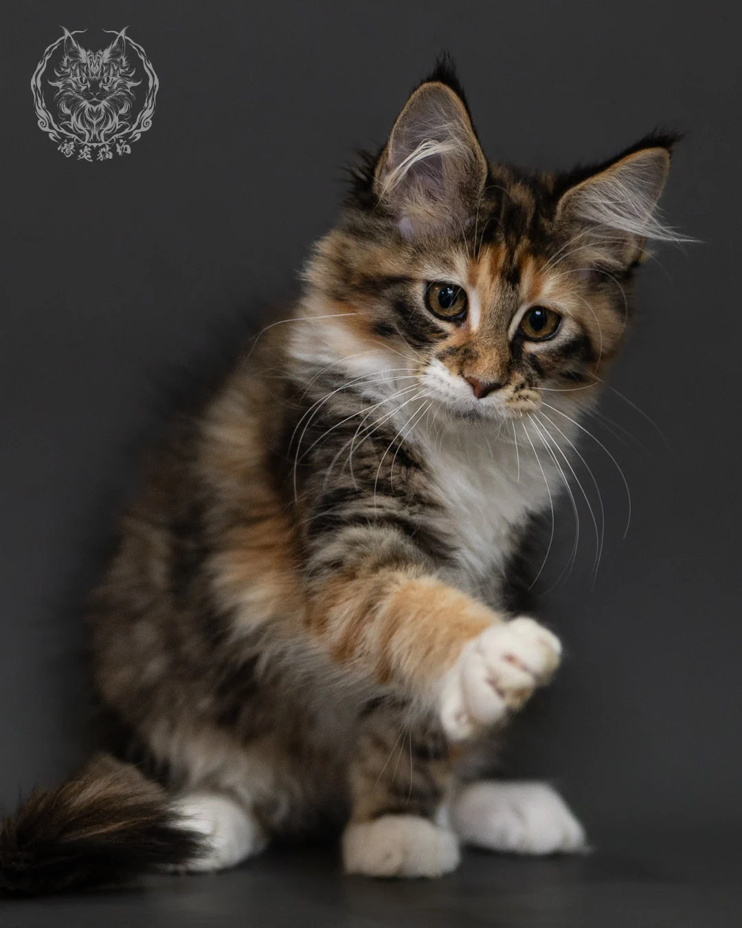 玳帽虎斑緬因貓 Tortie Tabby Maine Coon 3months Cattery Taichung 13