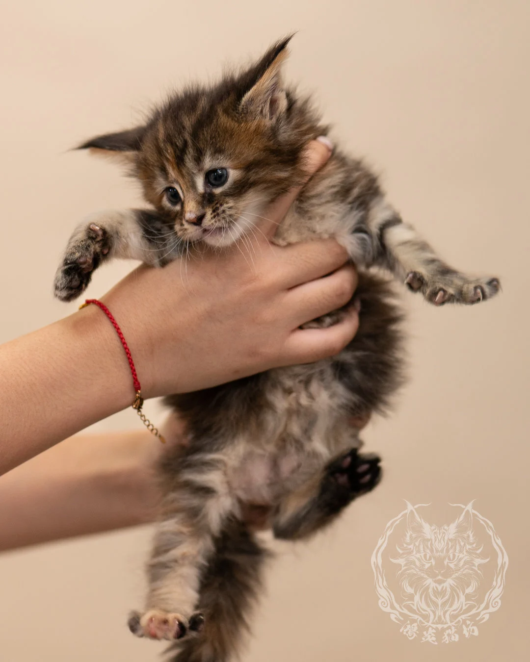 棕虎斑玳帽緬因貓 Brown Tabby Tortie Maine Coon 4weeks Closeup 3