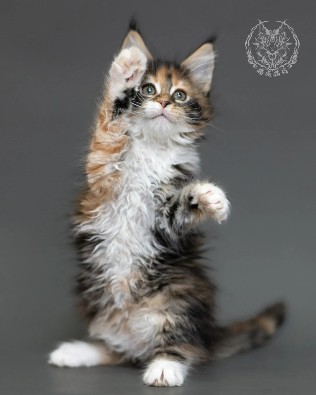 鴻炎貓坊棕虎斑玳帽緬因貓2個月,brown Torbie Maine Coon Kitten 21