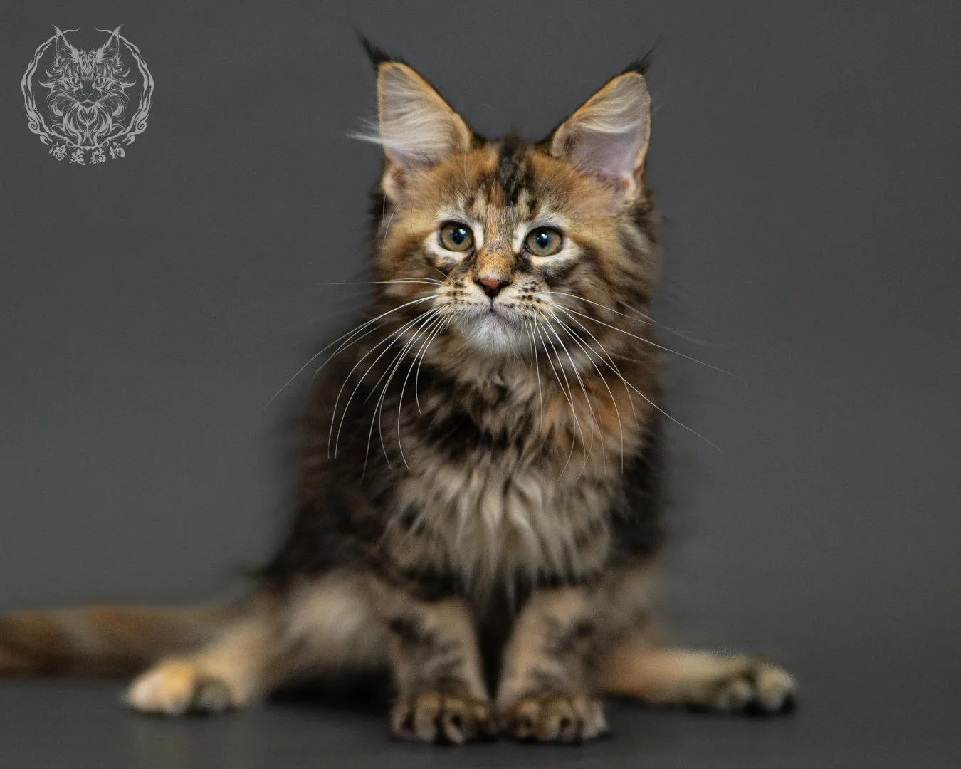 棕虎斑玳帽緬因貓 Brown Tabby Tortie Maine Coon 2months Closeup 18