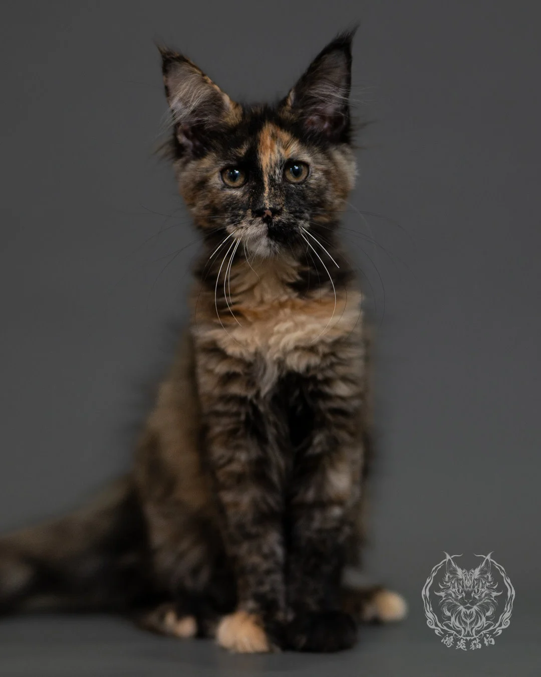 黑玳帽緬因貓 Tortoiseshell Maine Coon 3months Cattery Taichung 1