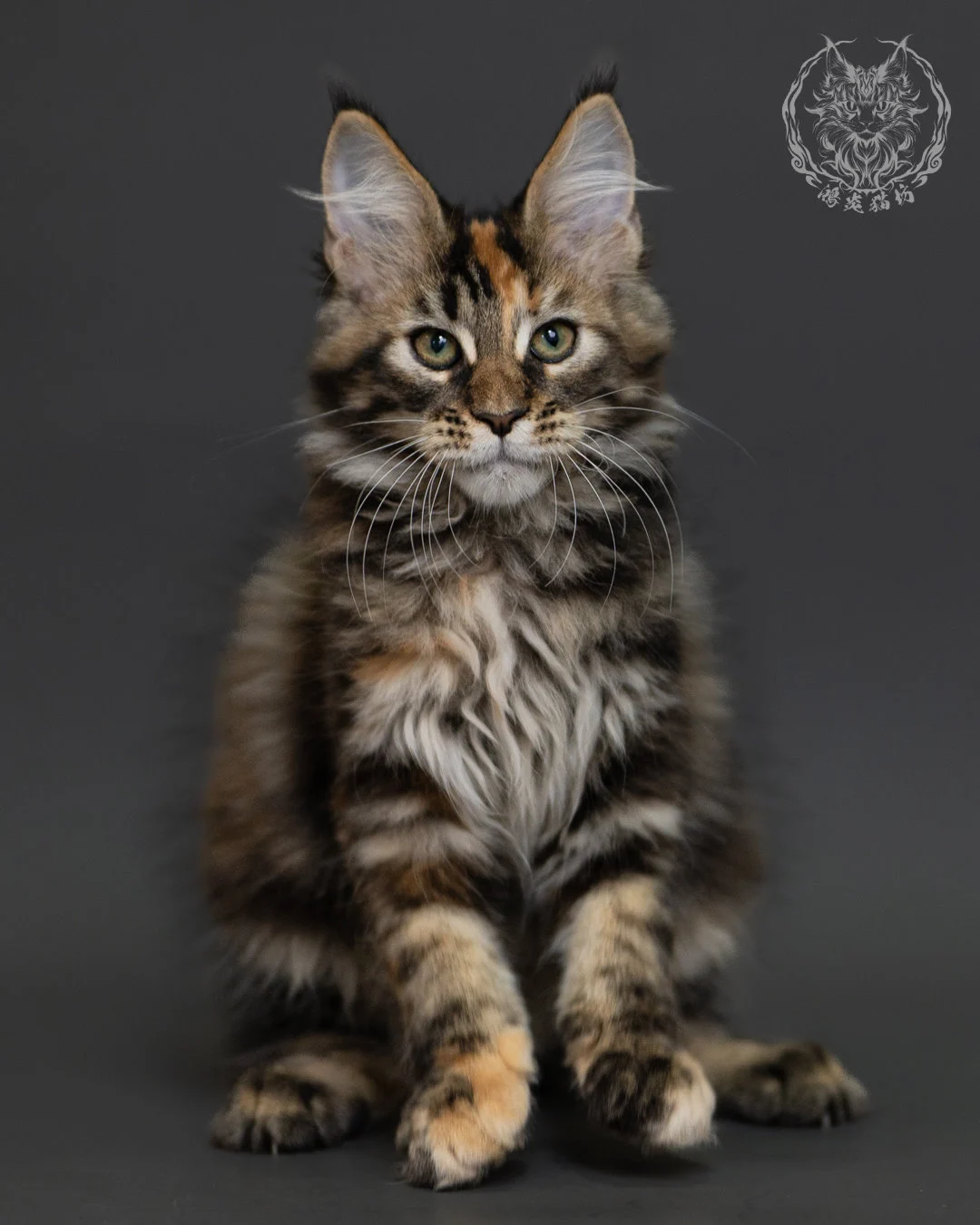 玳帽虎斑緬因貓 Tortie Tabby Maine Coon 3months Cattery Taichung 6