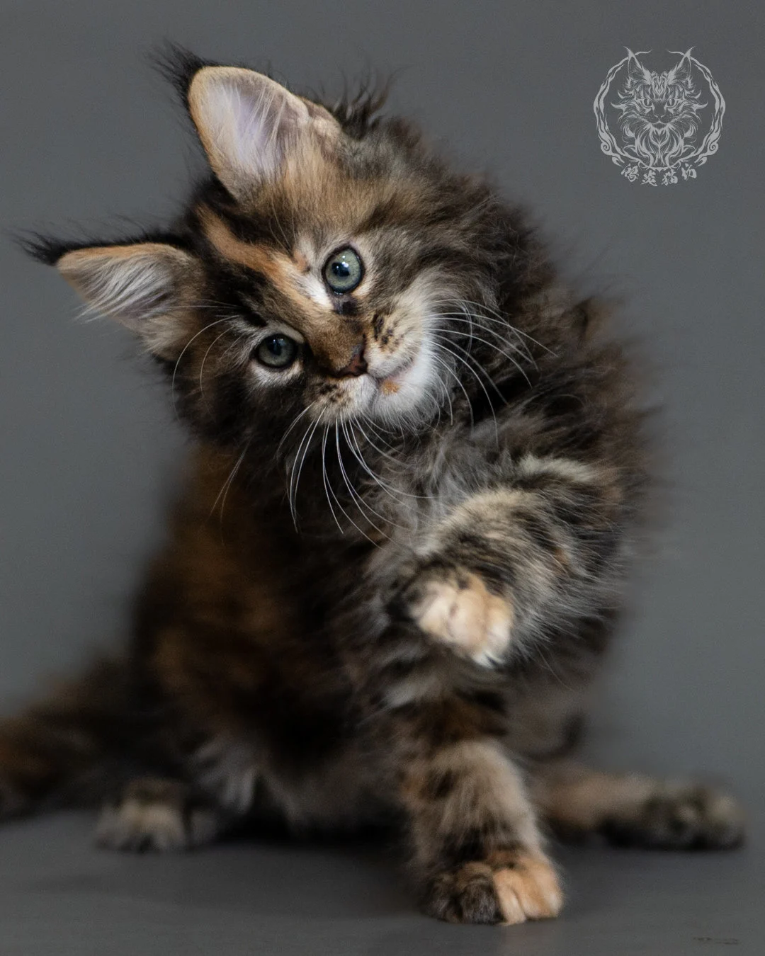 鴻炎貓坊棕虎斑玳帽緬因貓2個月，brown Torbie Maine Coon Kitten 5