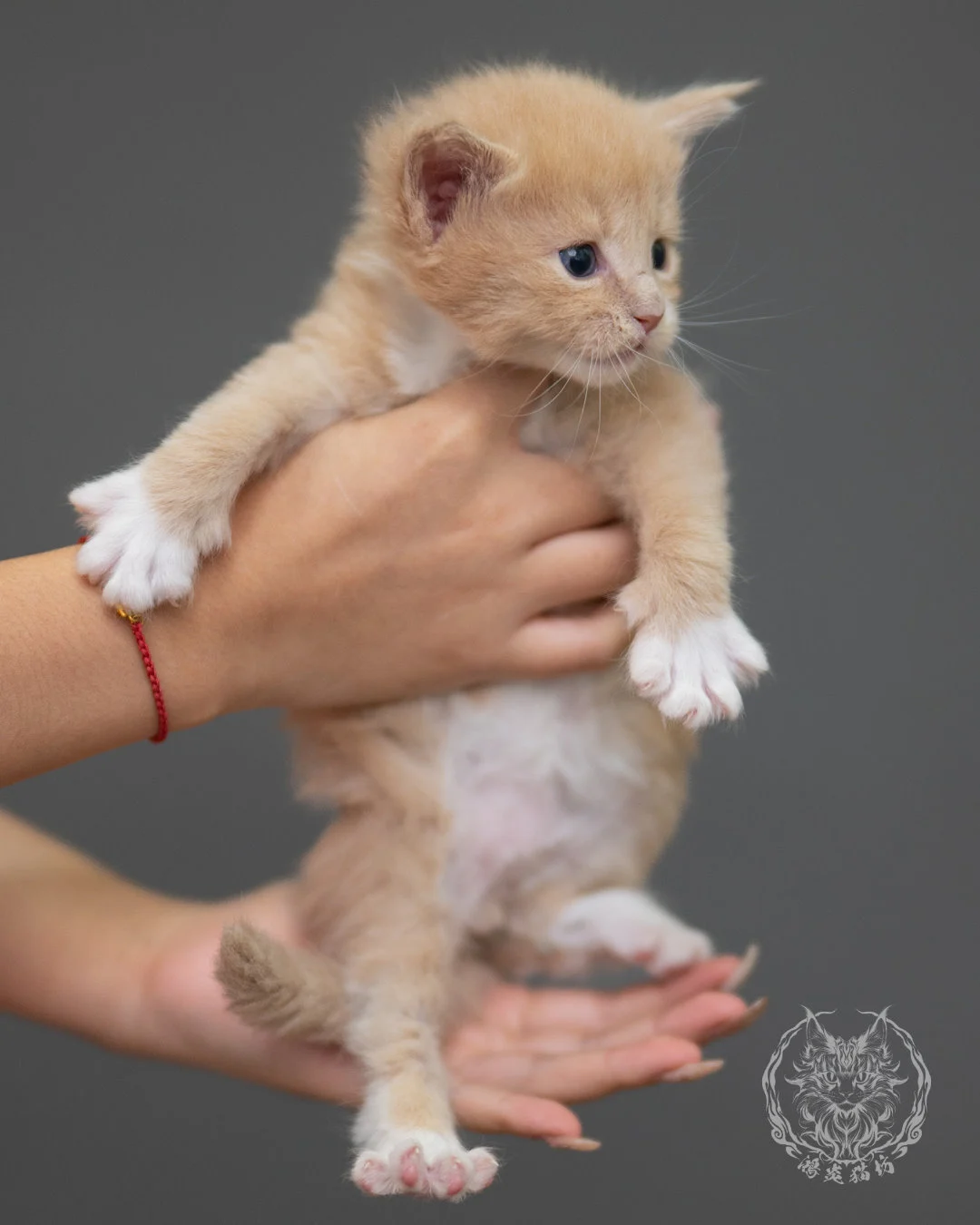 奶油虎斑緬因貓 Cream Tabby Maine Coon 4weeks Closeup 2