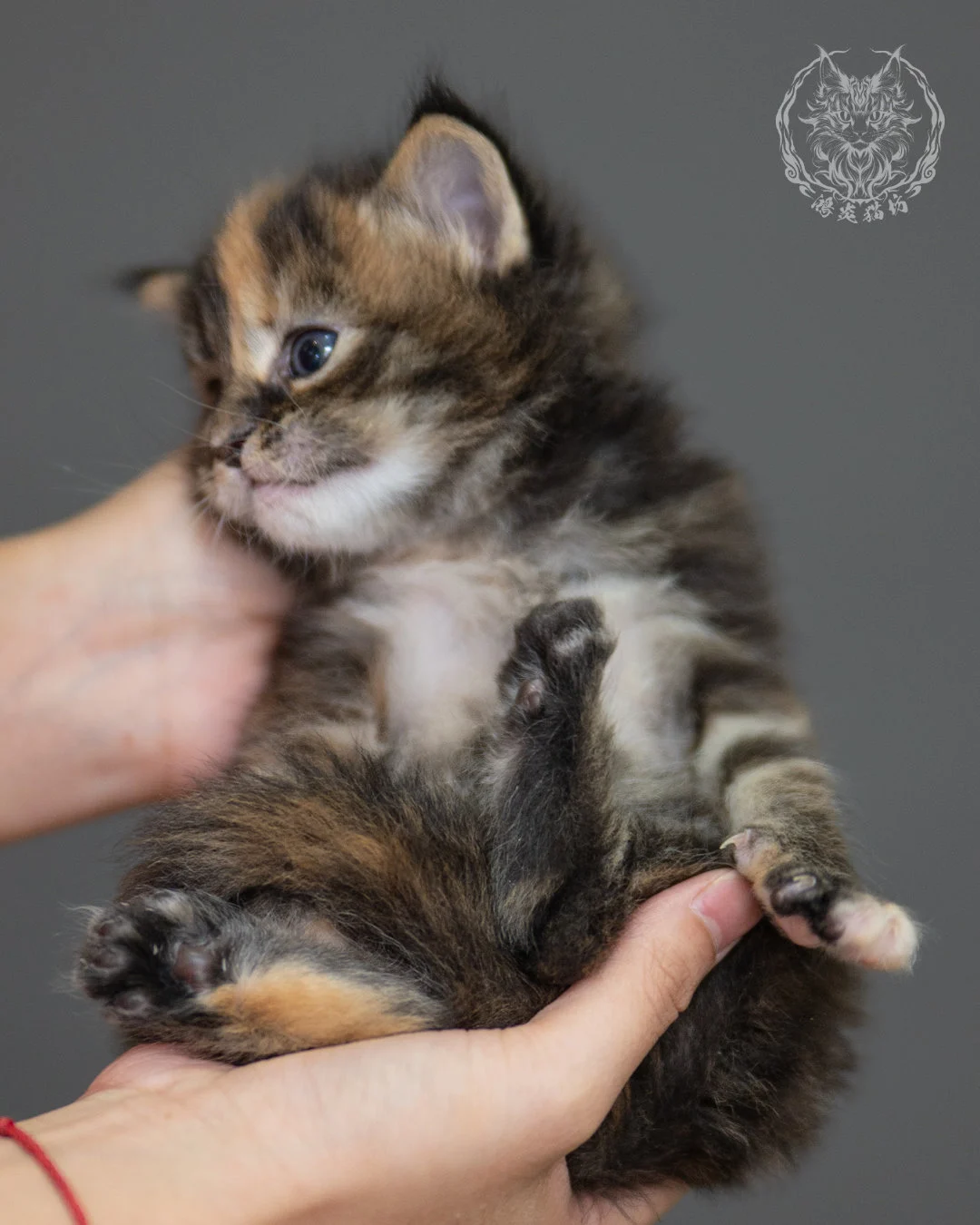 玳帽緬因貓 Black Tortie Maine Coon 4weeks Closeup 12