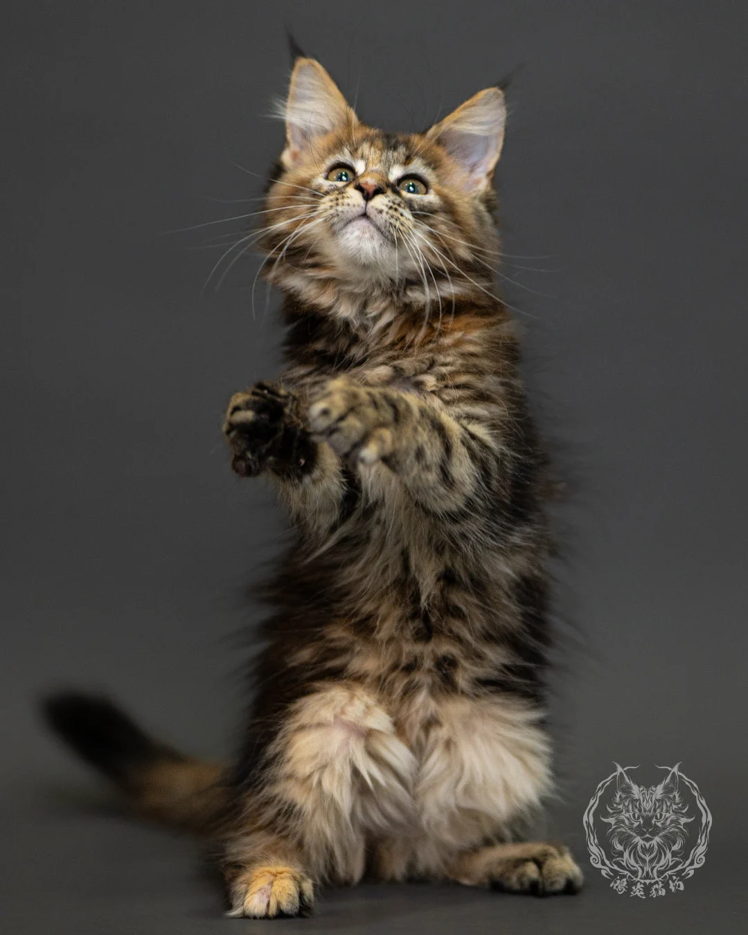 棕虎斑玳帽緬因貓 Brown Tabby Tortie Maine Coon 2months Closeup 7