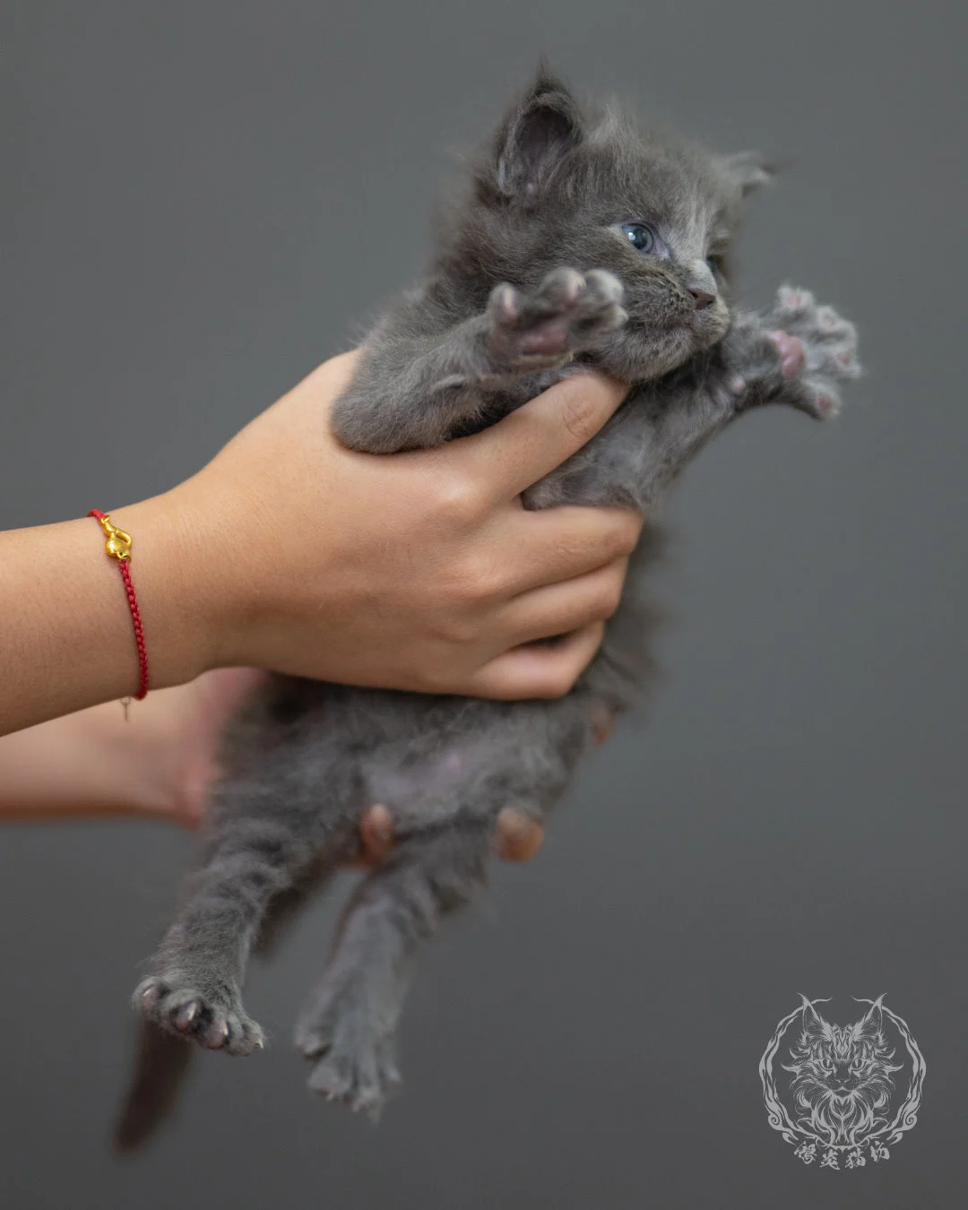 藍煙燻緬因貓 Blue Smoke Maine Coon 4weeks Closeup 6
