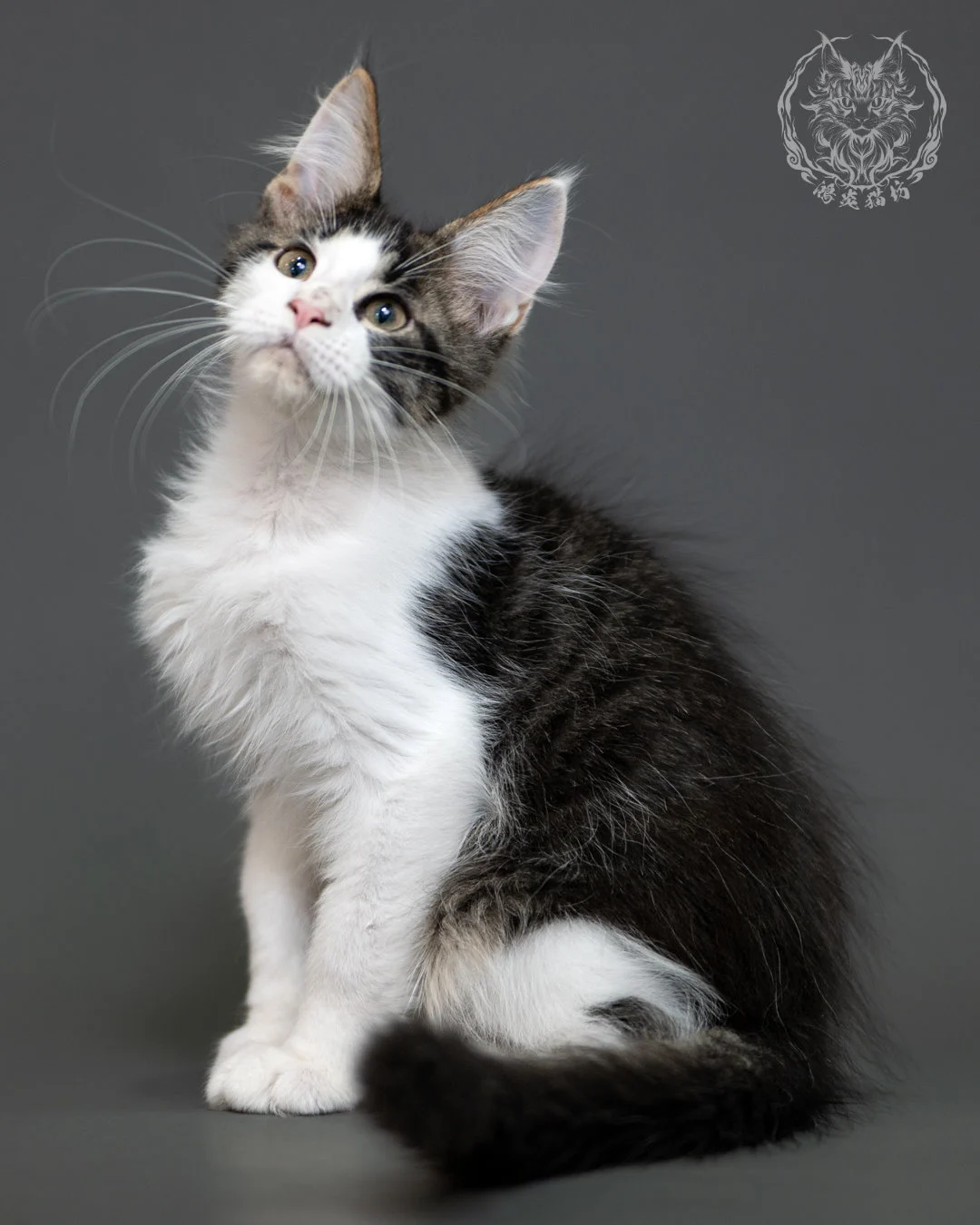 棕虎斑賓士緬因貓 Brown Tabby Maine Coon 3months Cattery Taichung 10