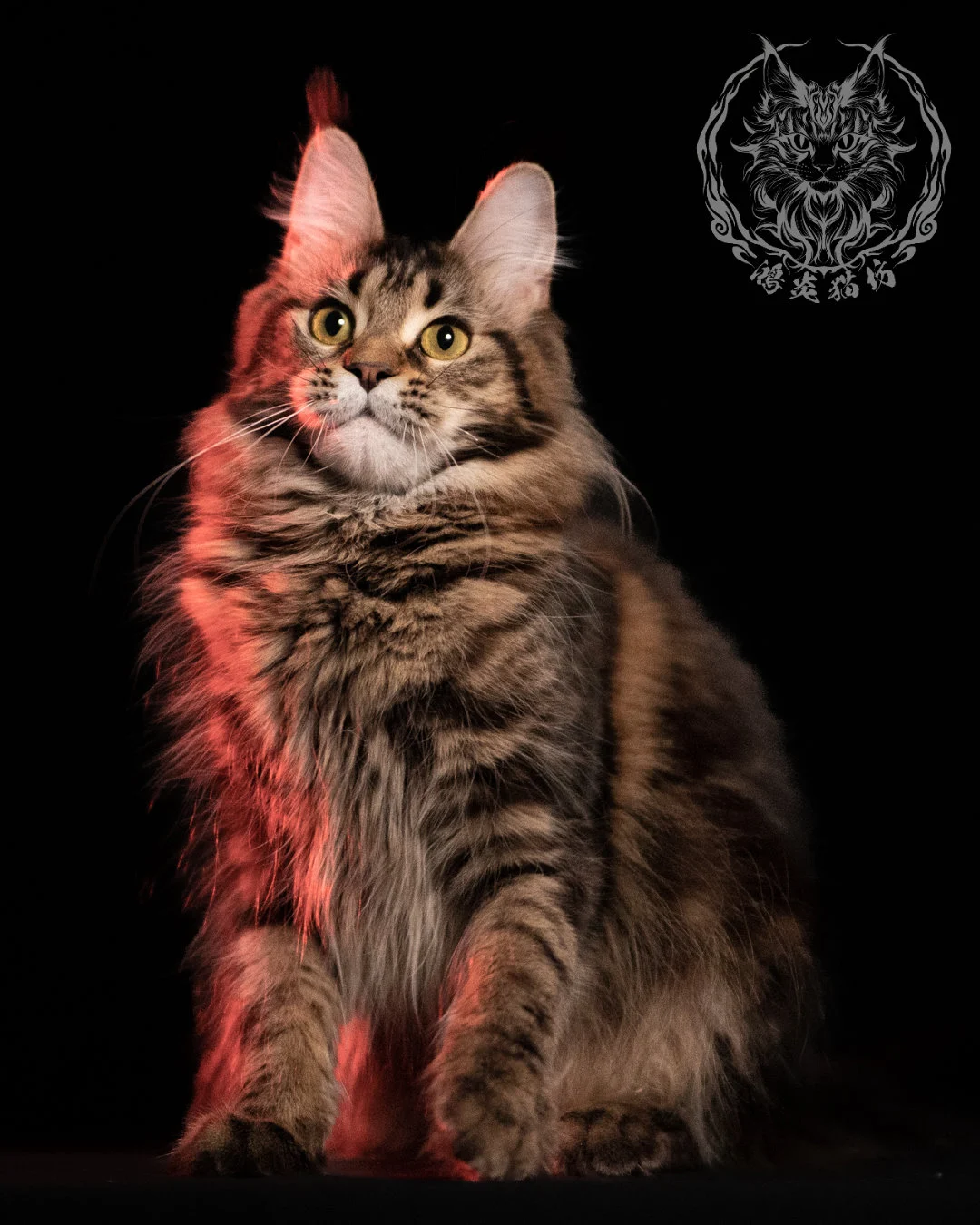 棕虎斑緬因貓 Brown Tabby Maine Coon 13months Closeup 6