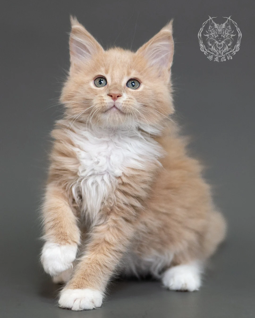 鴻炎貓坊奶油虎斑緬因貓2個月，cream Tabby Maine Coon Kitten 14