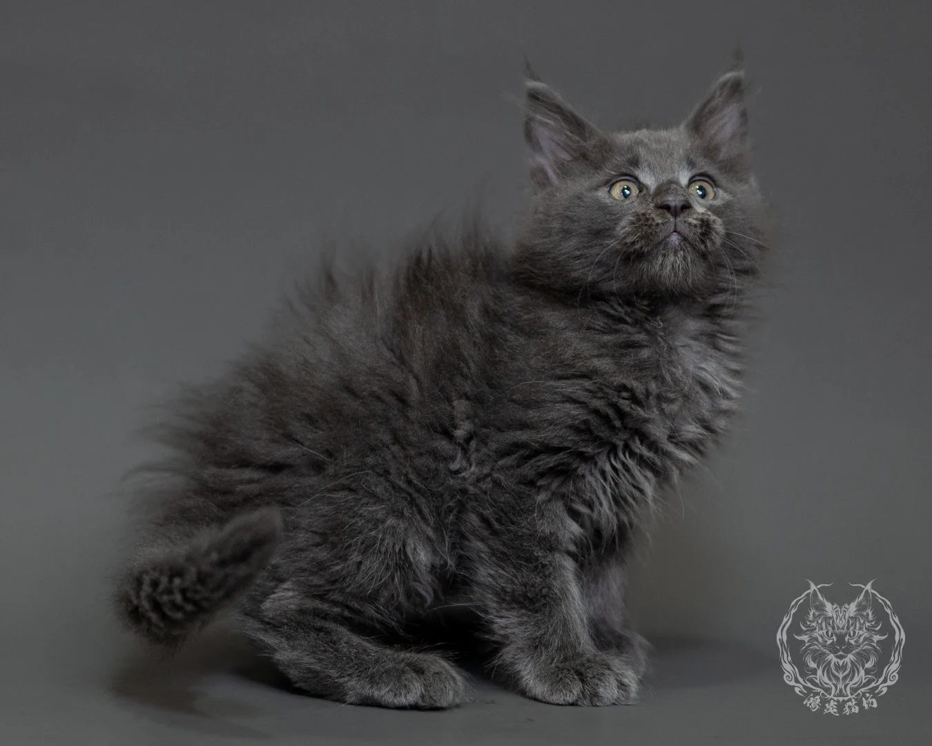 鴻炎貓坊藍煙燻緬因貓2個月特寫，blue Smoke Maine Coon Kitten 23
