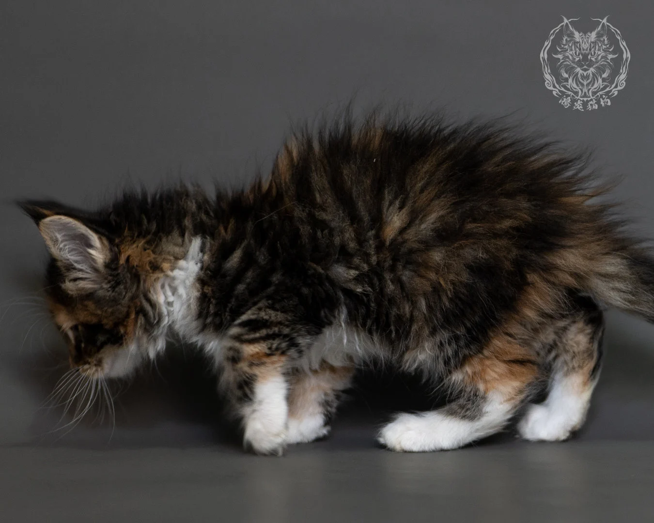 鴻炎貓坊棕虎斑玳帽緬因貓2個月,brown Torbie Maine Coon Kitten 27