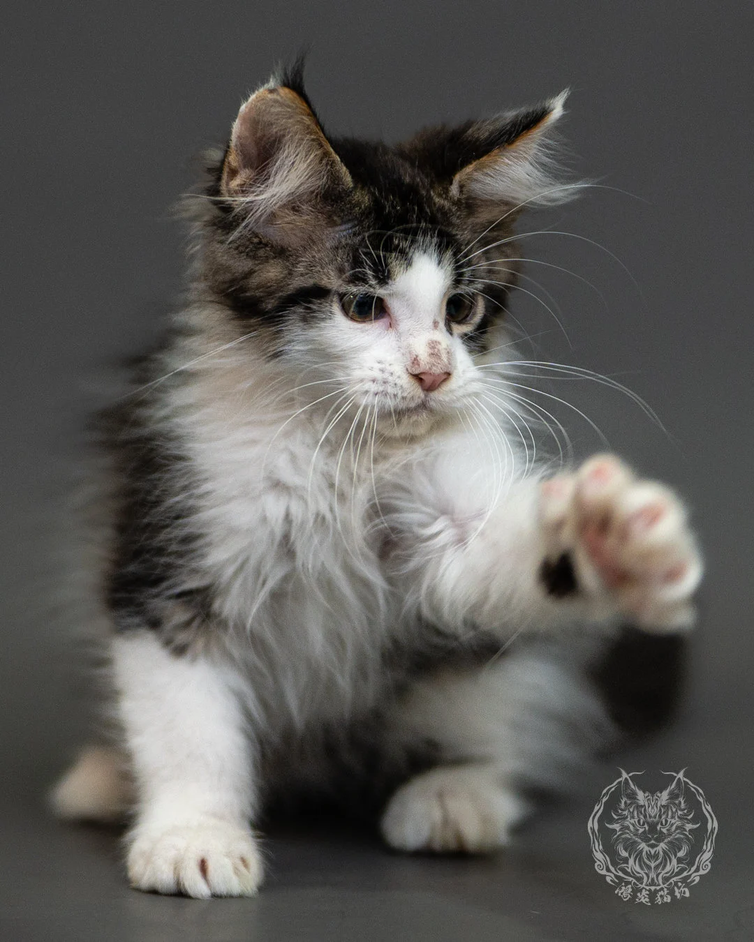 棕虎斑賓士緬因貓 Brown Tabby White Maine Coon 2months Closeup 9