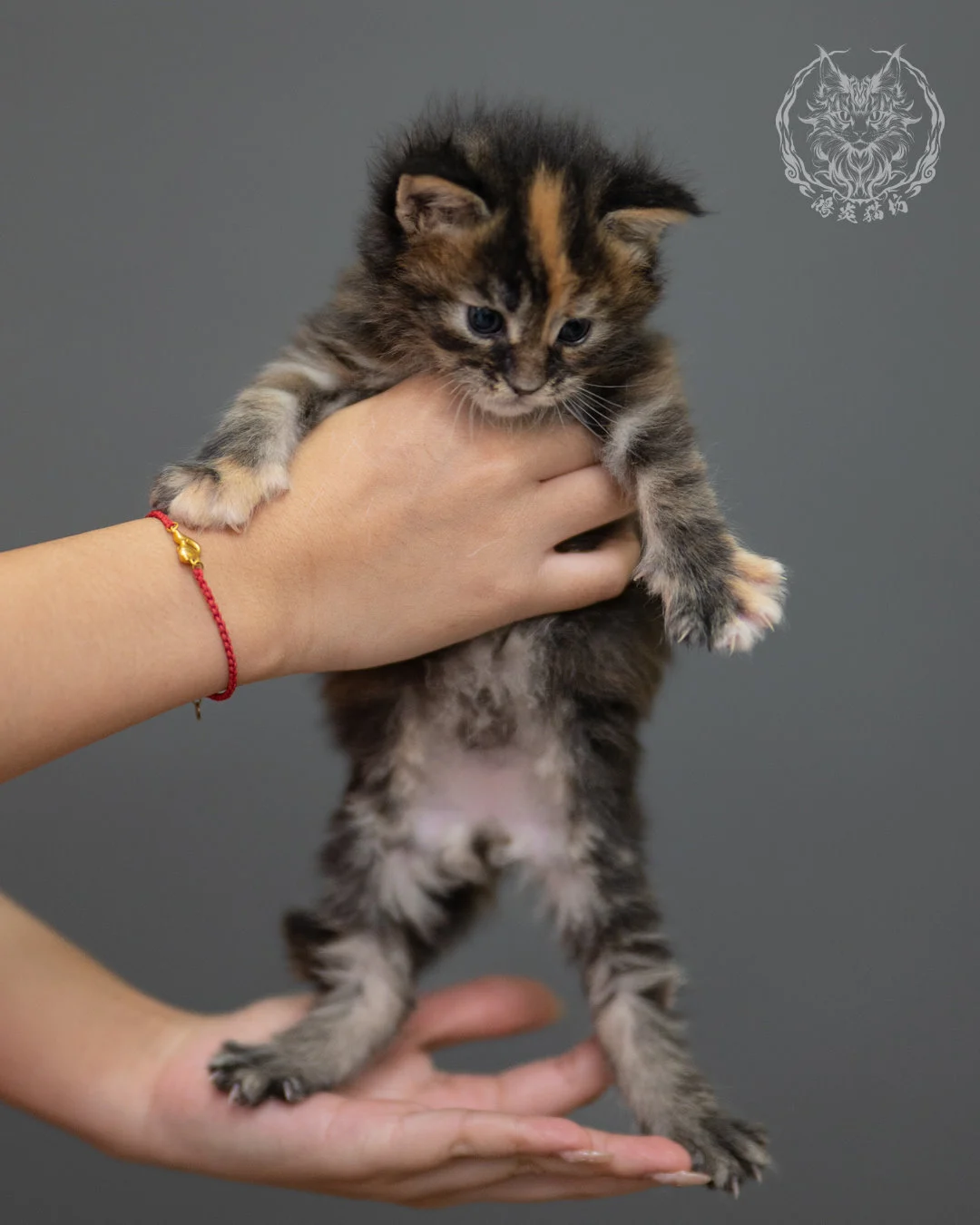 玳帽緬因貓 Black Tortie Maine Coon 4weeks Closeup 1