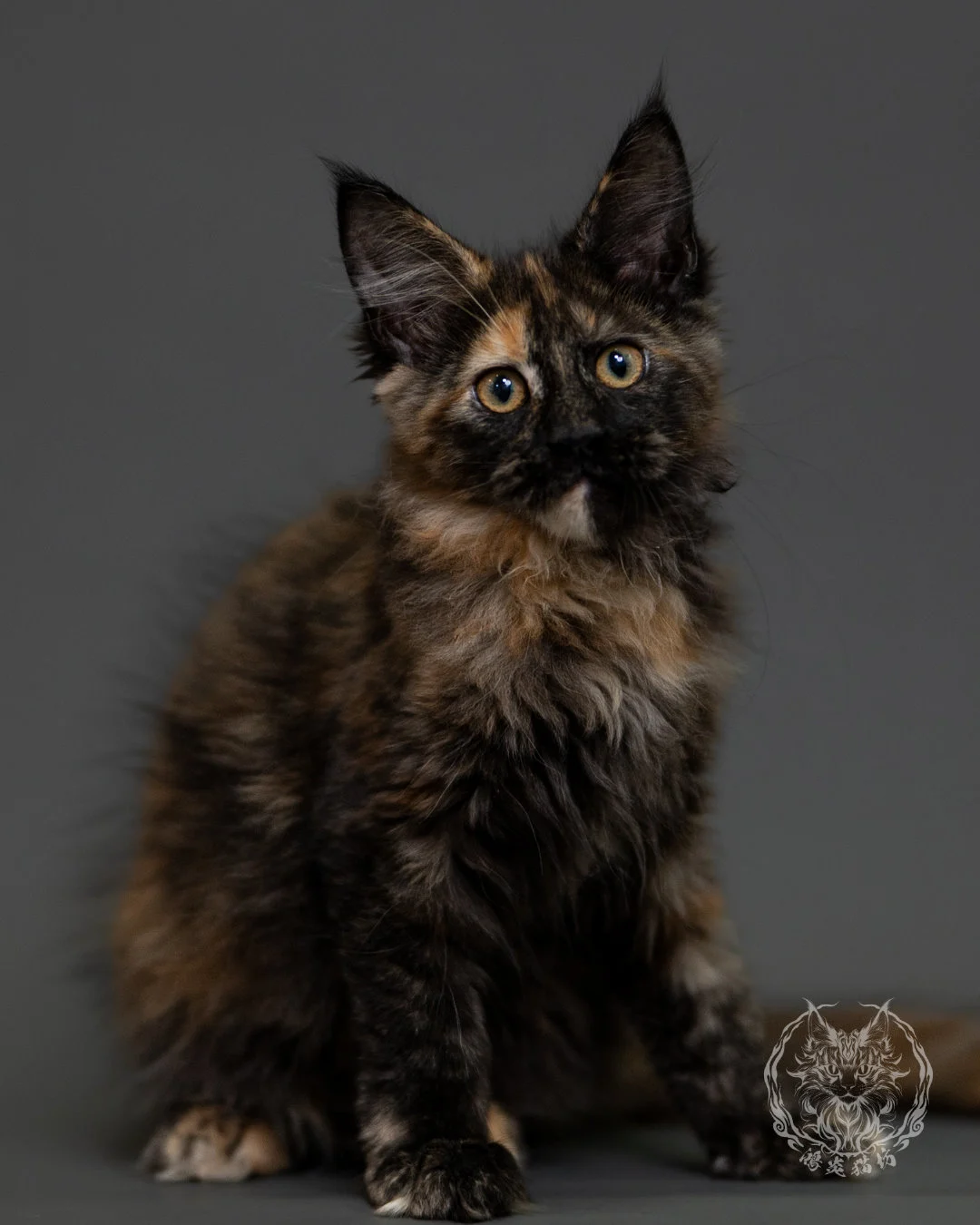 黑玳帽緬因貓 Tortoiseshell Maine Coon 3months Cattery Taichung 9