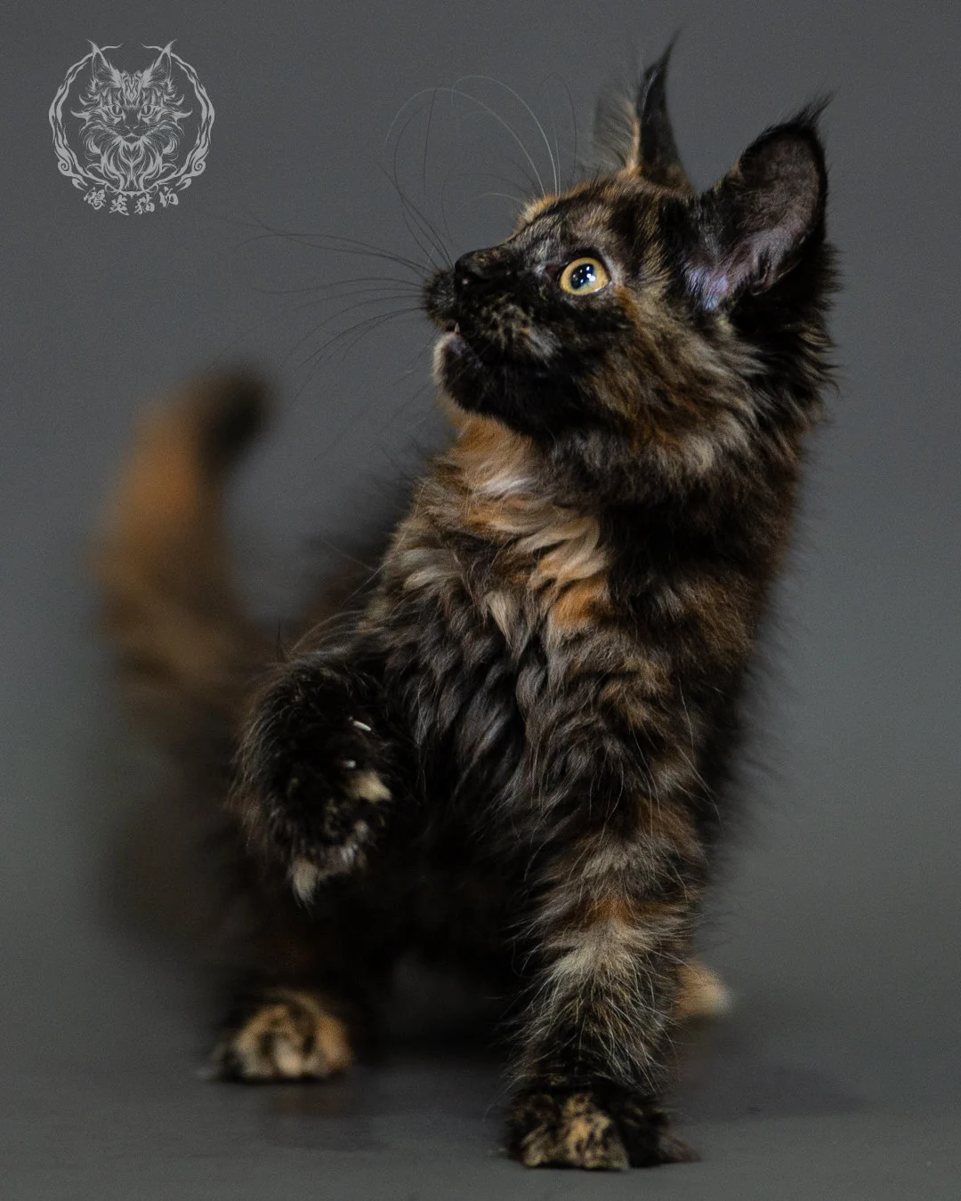 黑玳帽緬因貓 Tortoiseshell Maine Coon 2months Closeup 6