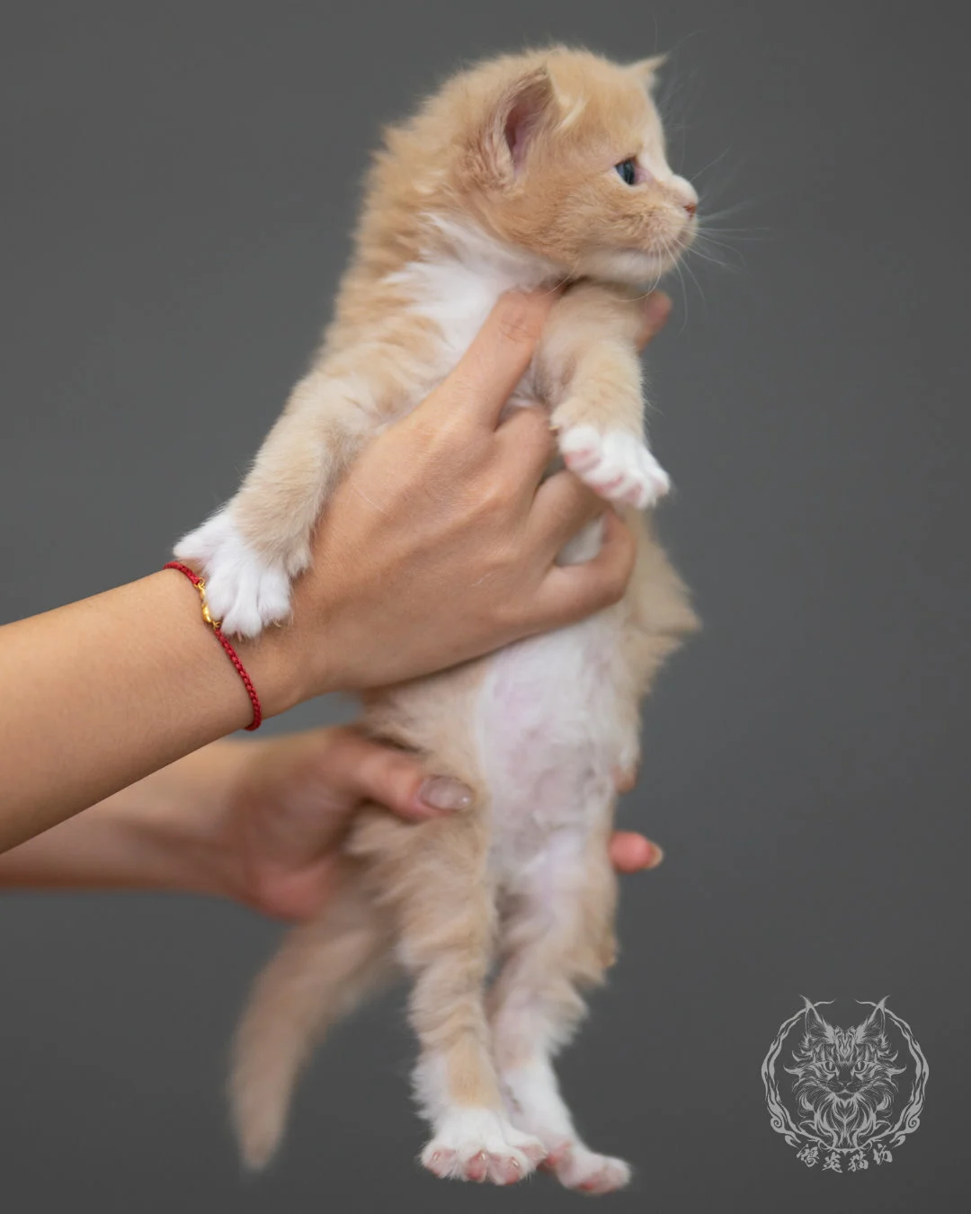 奶油虎斑緬因貓 Cream Tabby Maine Coon 4weeks Closeup 6