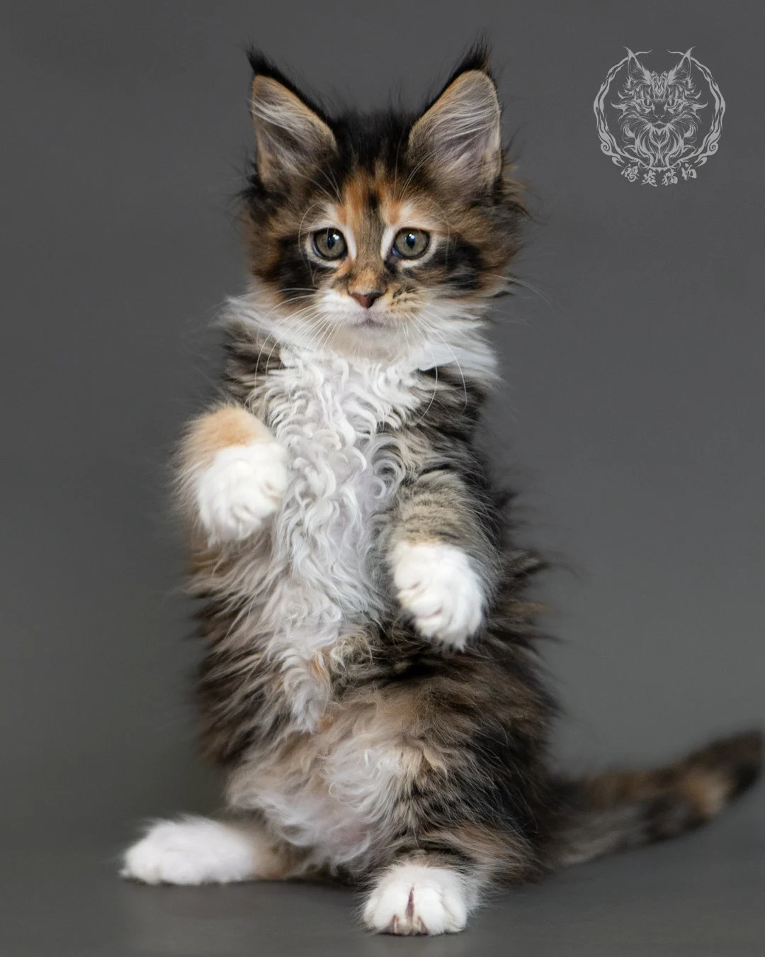 鴻炎貓坊棕虎斑玳帽緬因貓2個月,brown Torbie Maine Coon Kitten 23