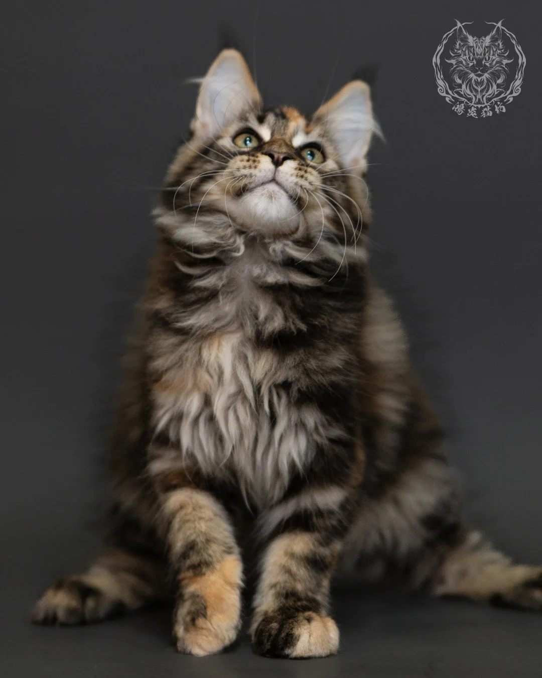 玳帽虎斑緬因貓 Tortie Tabby Maine Coon 3months Cattery Taichung 9