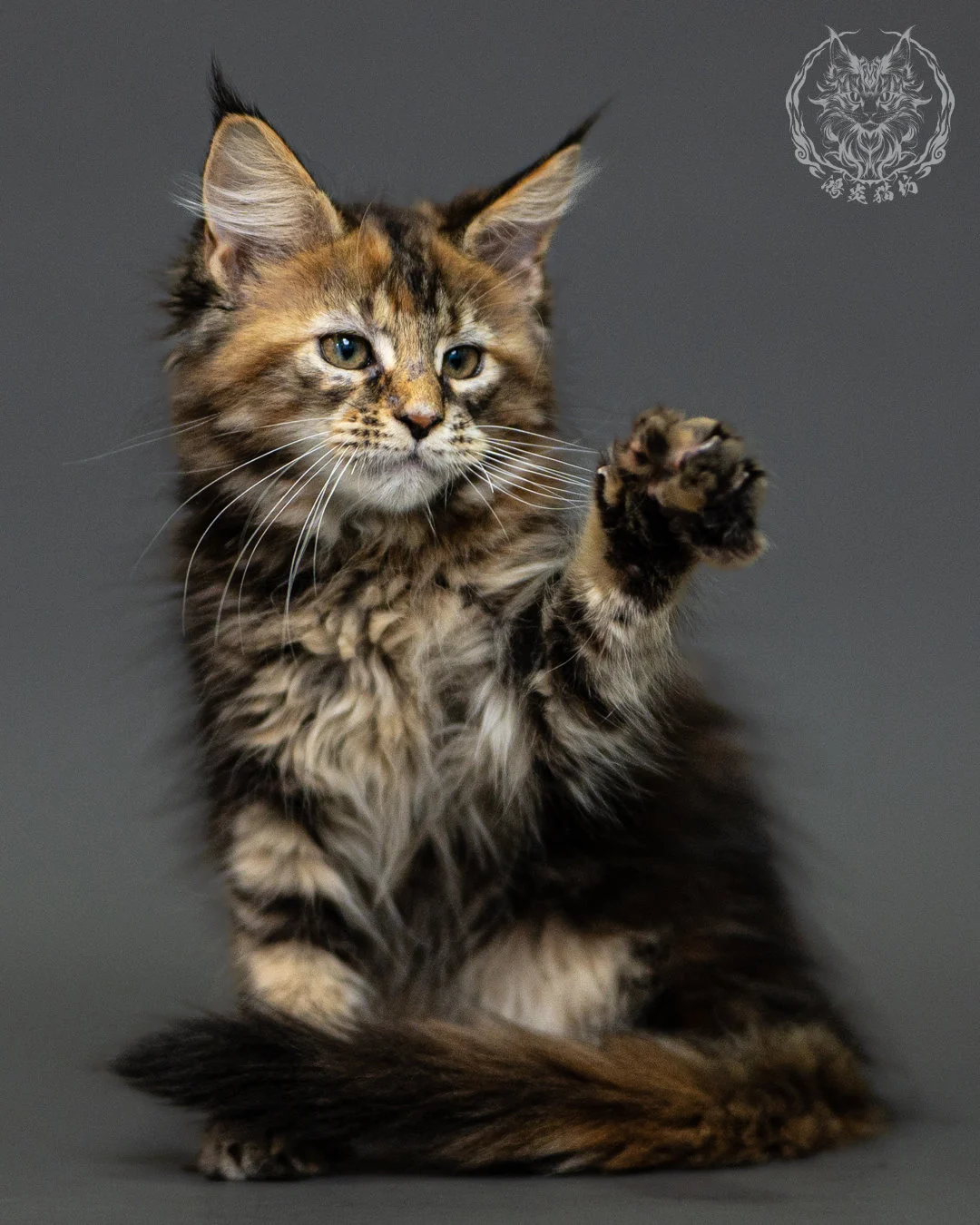 棕虎斑玳帽緬因貓 Brown Tabby Tortie Maine Coon 2months Closeup 3