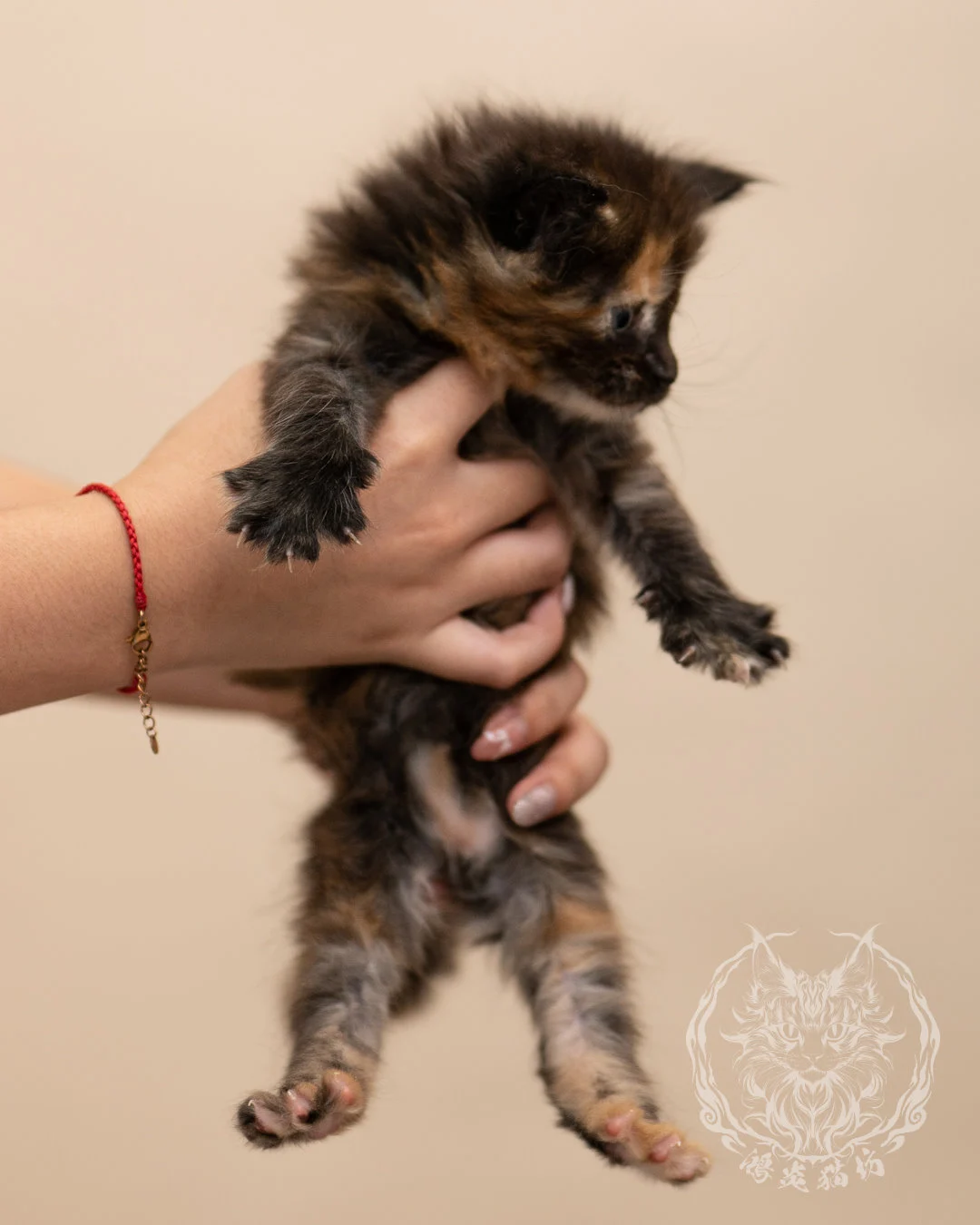 黑玳帽緬因貓 Black Tortie Masked Maine Coon 4weeks Closeup 1