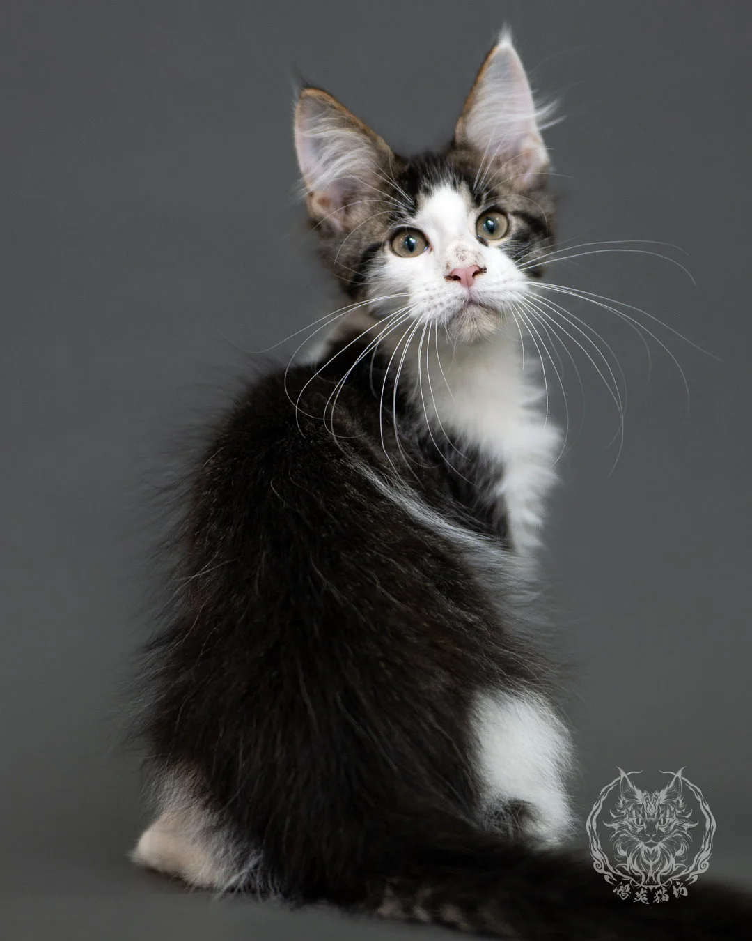 棕虎斑賓士緬因貓 Brown Tabby Maine Coon 3months Cattery Taichung 17