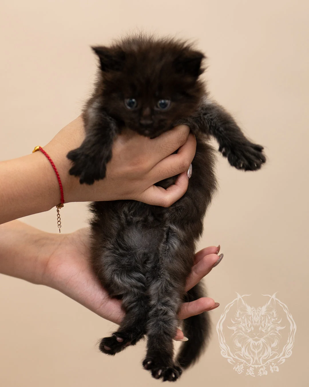 黑煙燻緬因貓 Black Maine Coon 4weeks Closeup 2