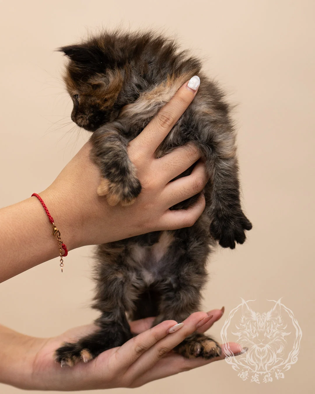 黑玳帽緬因貓 Black Tortie Masked Maine Coon 4weeks Closeup 5