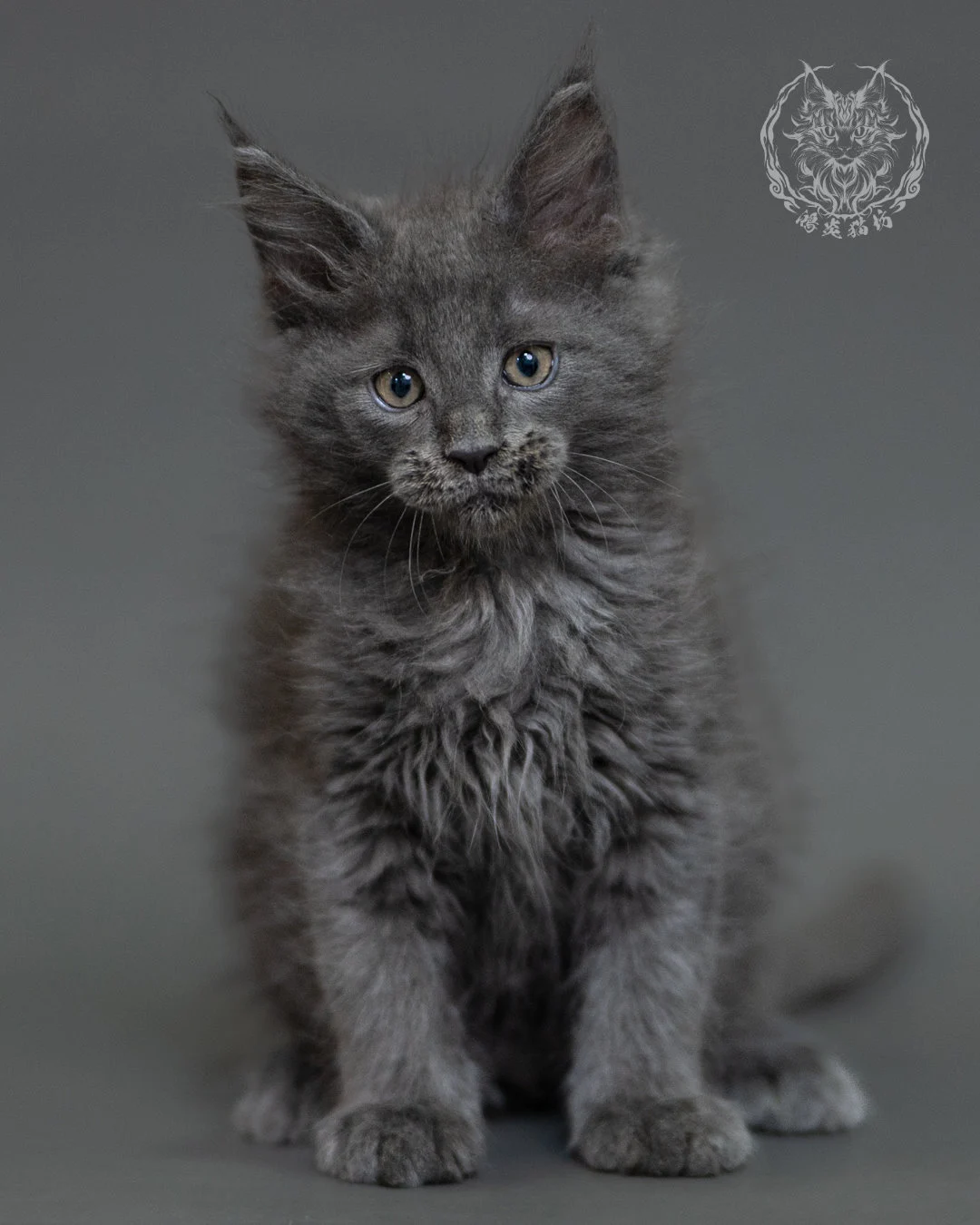 鴻炎貓坊藍煙燻緬因貓2個月特寫，blue Smoke Maine Coon Kitten 37