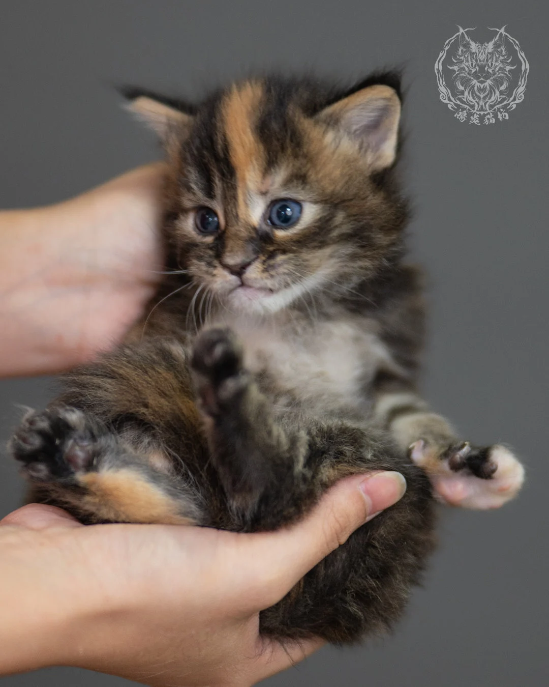 玳帽緬因貓 Black Tortie Maine Coon 4weeks Closeup 11